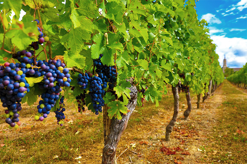 Capital & Patrimoine La Passerelle de l'Immobilier - estimation de votre vignoble